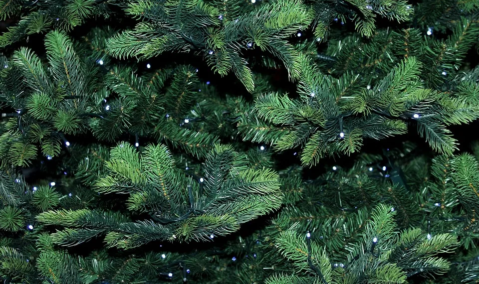 christmas tree 3860669 960 720.jpg