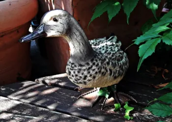 duck 2681751 960 720.jpg