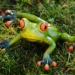 frog 1109772 960 720.jpg