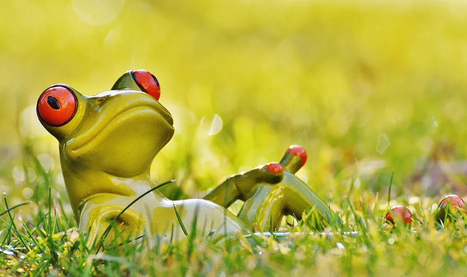 frog 1109797 960 720.jpg