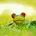 frog 1109801 960 720.jpg