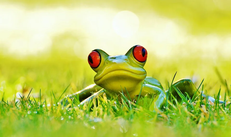 frog 1109801 960 720.jpg