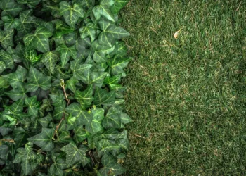 ivy 2203631 960 720.jpg