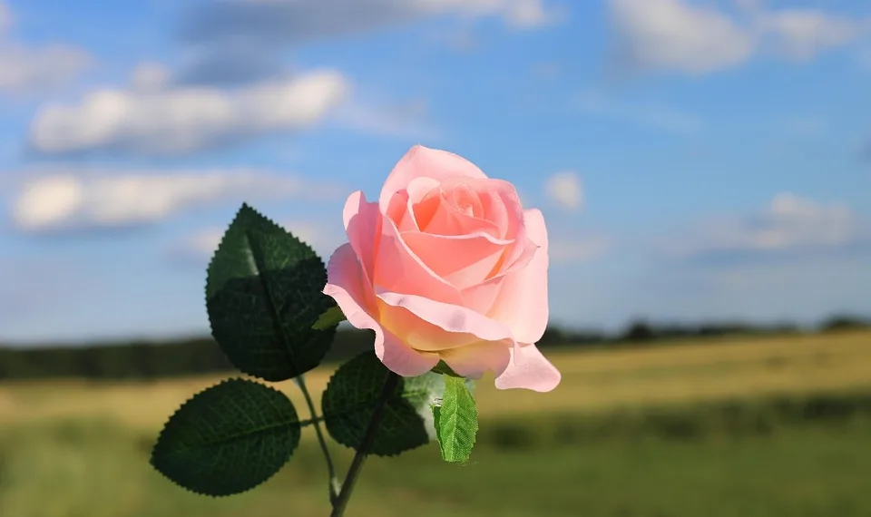 pink artificial rose 2462959 960 720.jpg