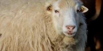 sheep 9349828 960 720.jpg