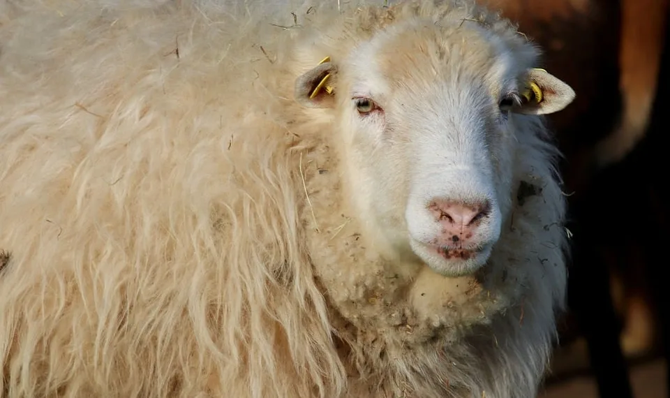 sheep 9349828 960 720.jpg