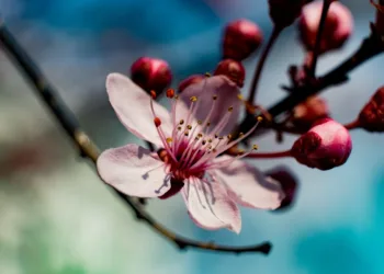 spring 4999205 960 720.jpg