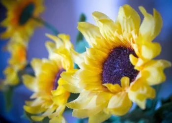 sunflowers 2760308 960 720.jpg