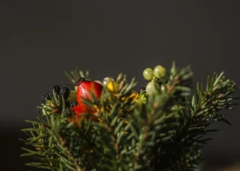 tree 2599473 960 720.jpg