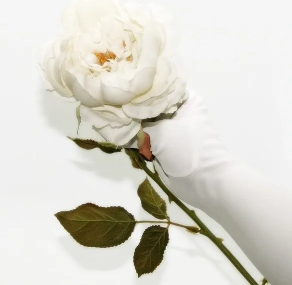 white rose 665757 960 720.jpg