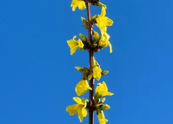 How to Understand 2025 Super Bowl Squares: How They Work Explained