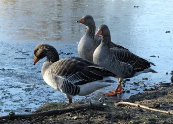 How to Craft Materials in Avowed: A Comprehensive Guide