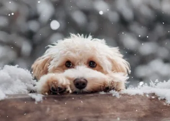 How to Turn Off Damage Numbers in Avowed: A Complete Guide