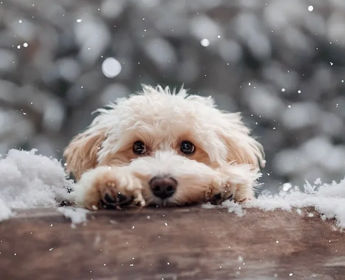 How to Turn Off Damage Numbers in Avowed: A Complete Guide