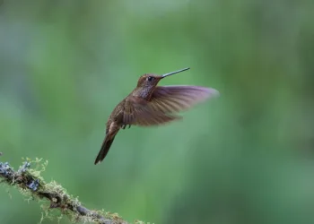 How To Join the Sonic Racing: CrossWorlds Closed Test