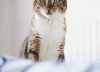 How To Get The Best Picture From Your LG TV: Essential Settings To Change