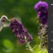Adobe Lightroom And Camera Raw Gain Two New AI Editing Tools
