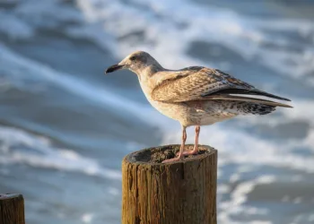 How Much Did Britney Spears Pay for Her Dad's Legal Bills?