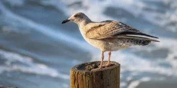 How Much Did Britney Spears Pay for Her Dad's Legal Bills?