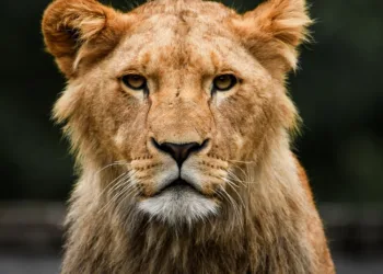 Inside the Oscars 2025 Gift Bag: Explore the Perks