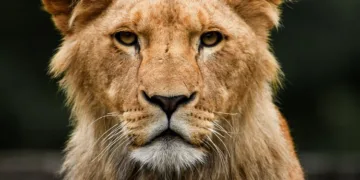 Inside the Oscars 2025 Gift Bag: Explore the Perks