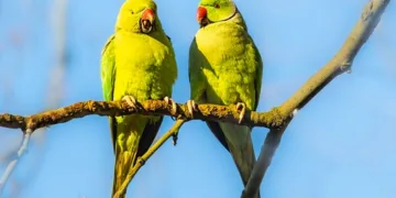 Paris Hilton Shares Birthday Bash Photos with Her Kids