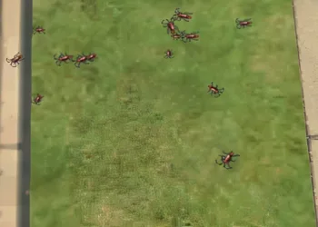 Why You Have Pests and How to Eliminate Them Effectively