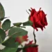 artificial red rose 4889551 960 720.jpg