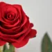 artificial red rose 4930017 960 720.jpg