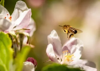 bee 6241306 960 720.jpg