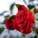 camellia 7870580 960 720.jpg