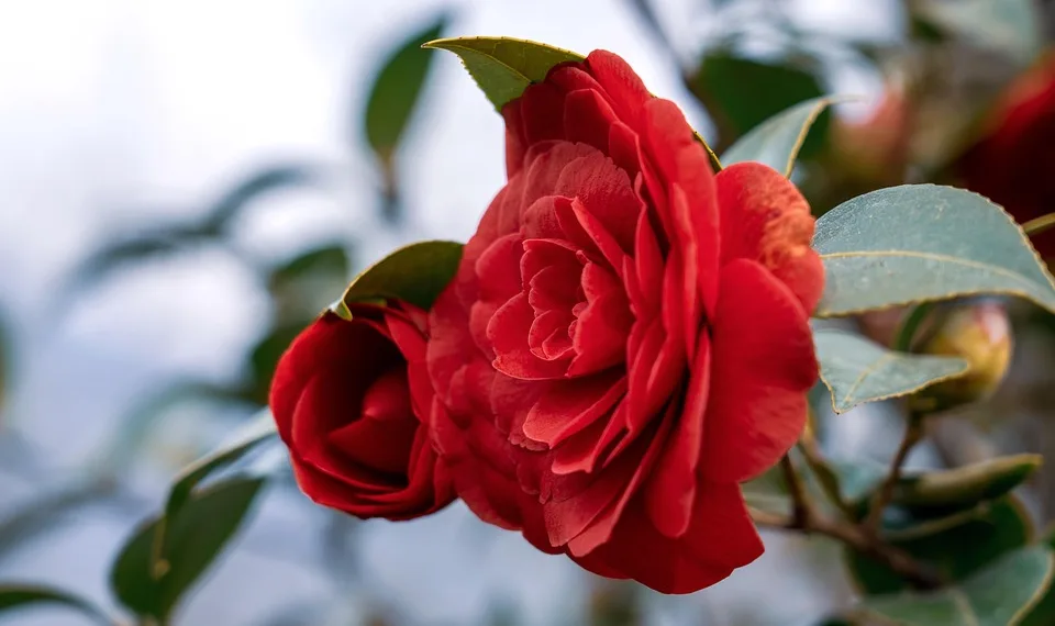 camellia 7870580 960 720.jpg