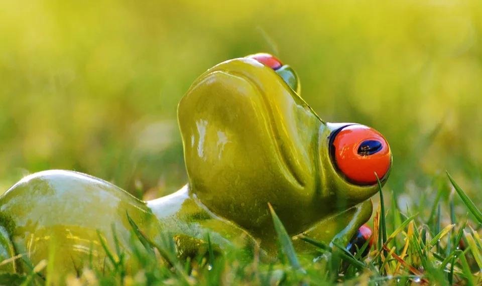 frog 1109793 960 720.jpg