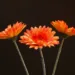 gerbera 8060 960 720.jpg