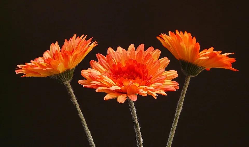 gerbera 8060 960 720.jpg