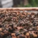 honey bees 6491171 960 720.jpg