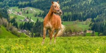 horse 8008038 960 720.jpg
