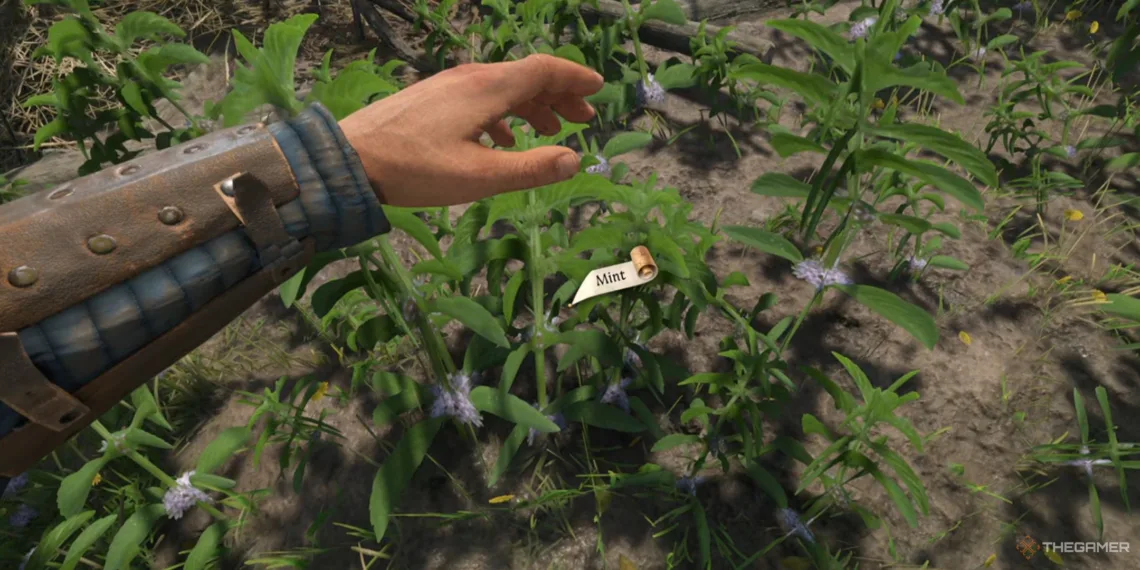 Tips for Locating or Buying Mint in Kingdom Come: Deliverance 2