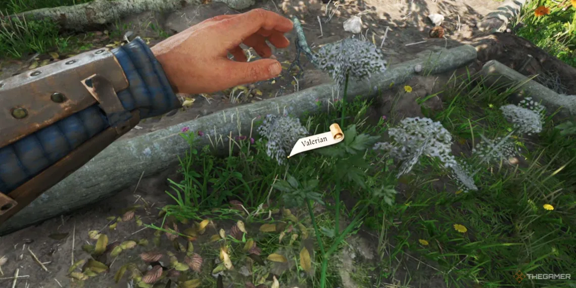 Finding or Purchasing Valerian in Kingdom Come: Deliverance 2