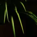 leaves 500864 960 720.jpg