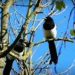 magpie 5113201 960 720.jpg