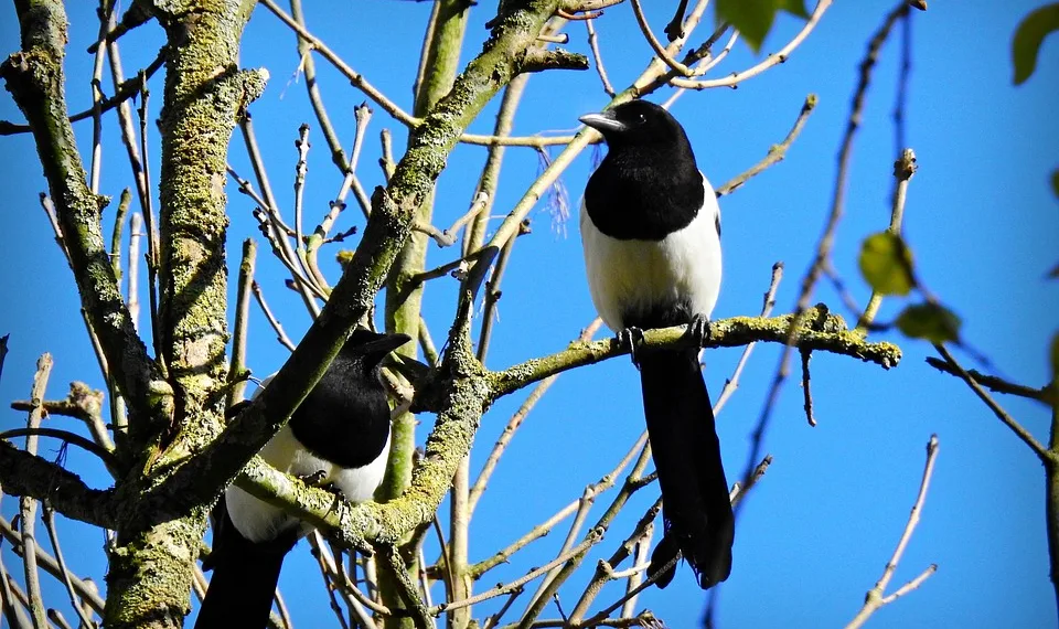 magpie 5113201 960 720.jpg