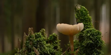 mushroom 9365818 960 720.jpg