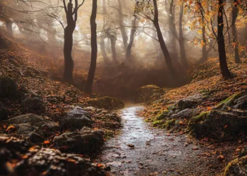 path 7611668 960 720.jpg