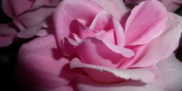 pink 755662 960 720.jpg