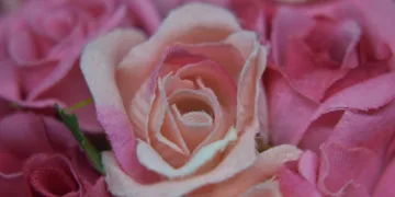 rosa 4744788 960 720.jpg