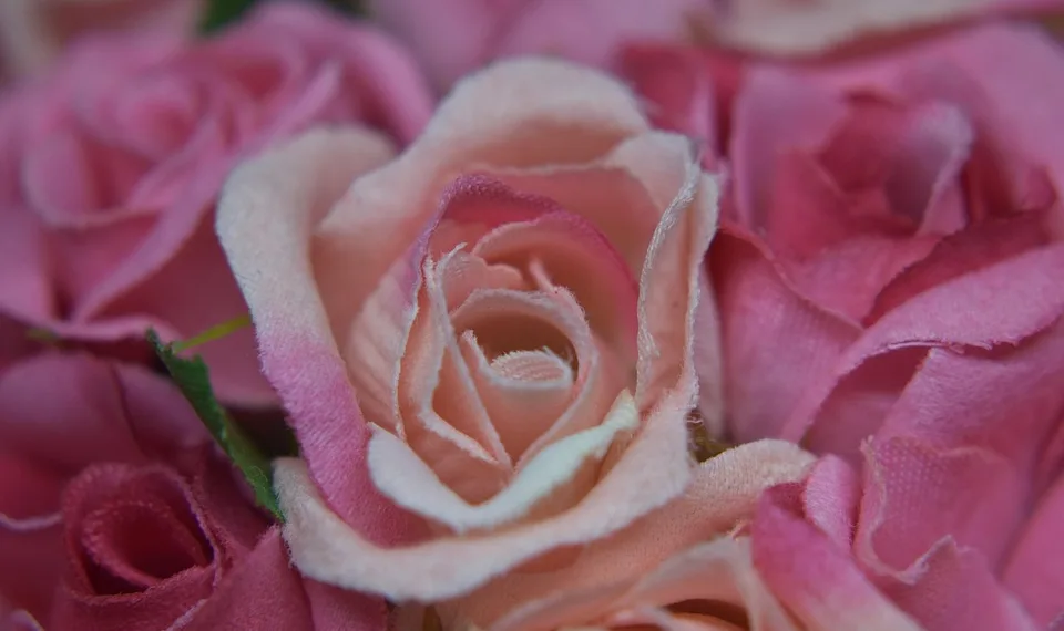 rosa 4744788 960 720.jpg