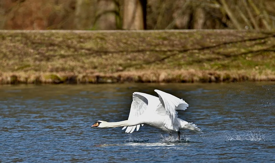 swan 7872223 960 720.jpg