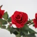 three artificial red roses 4930838 960 720.jpg
