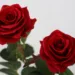 two artificial red roses 4930011 960 720.jpg